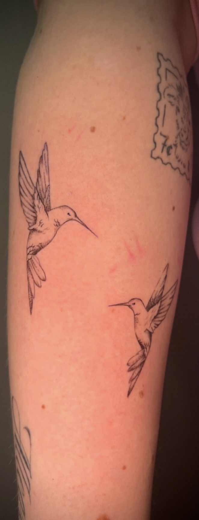 Kolibris – Fine Line; Artist-Zuordnung: Platzhalter